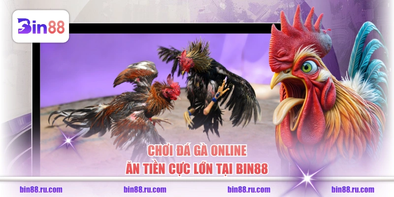 Chơi đá gà online ăn tiền cực lớn tại BIN88